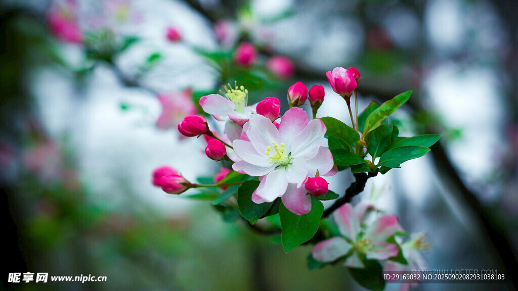 娇艳苹果花绽放枝头