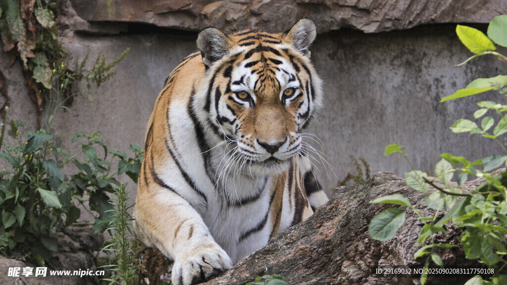 岩石旁的威猛老虎