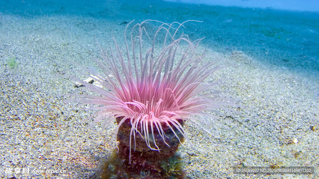 海底粉色海葵特写