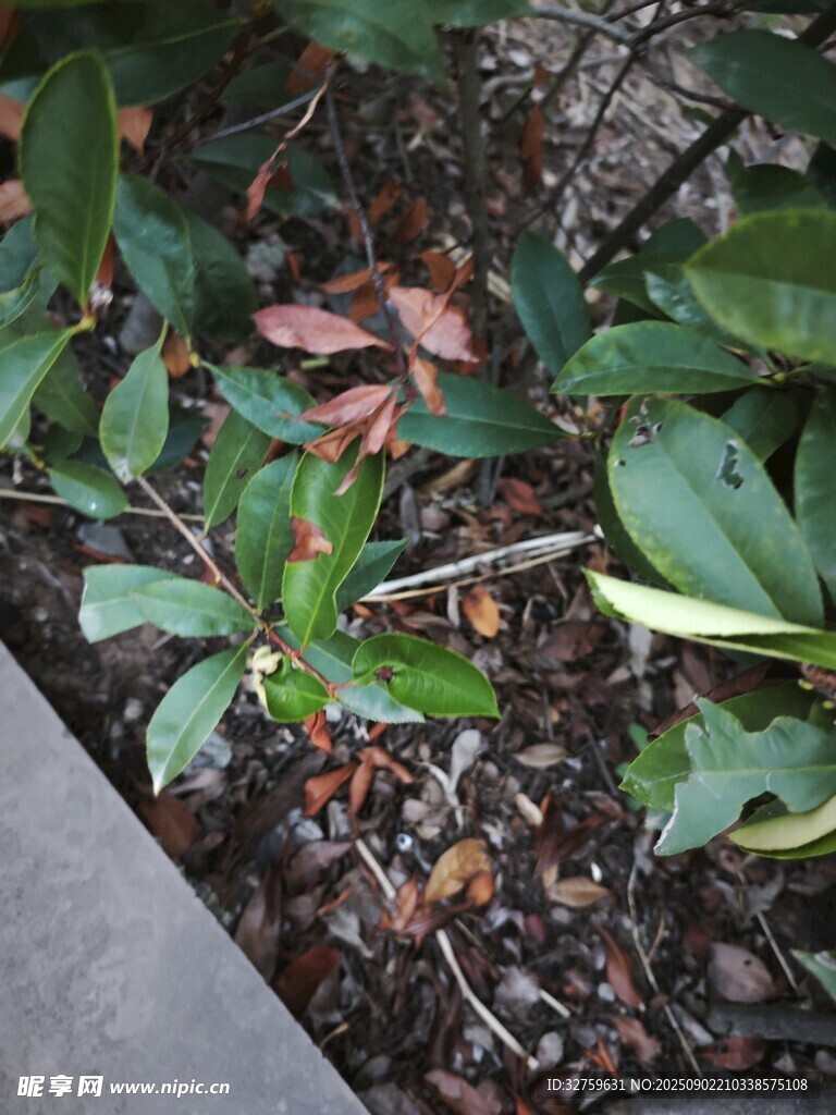 地面旁的绿植与落叶