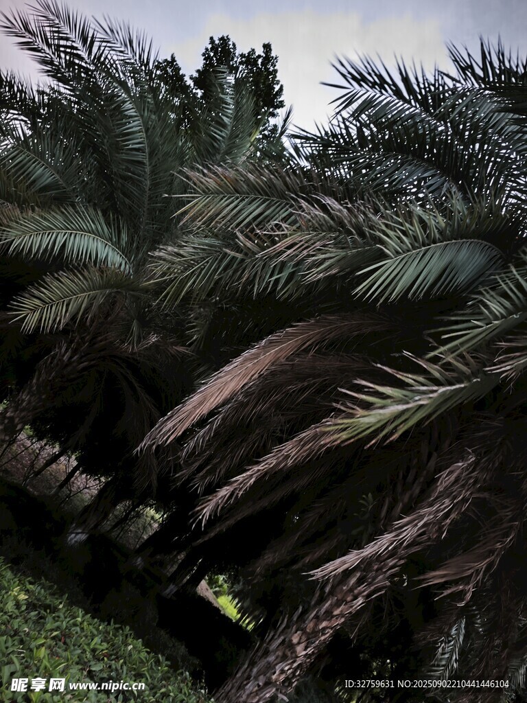 茂密棕榈树林景观