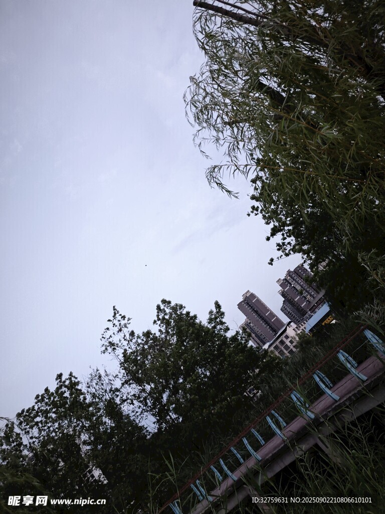 树梢间的天空与建筑