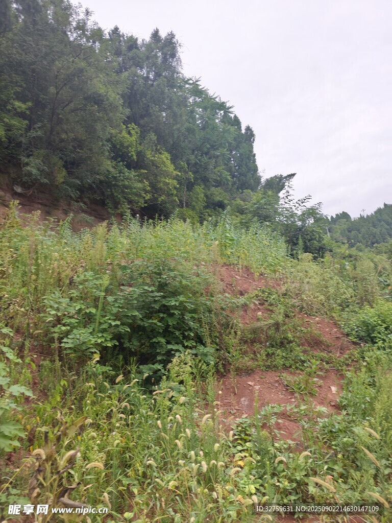 野外杂草丛生的荒地