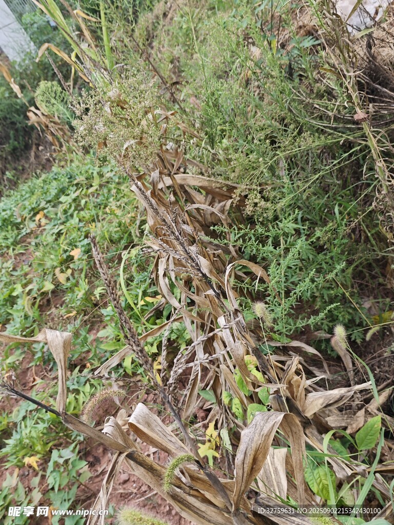 野外杂草丛生景象