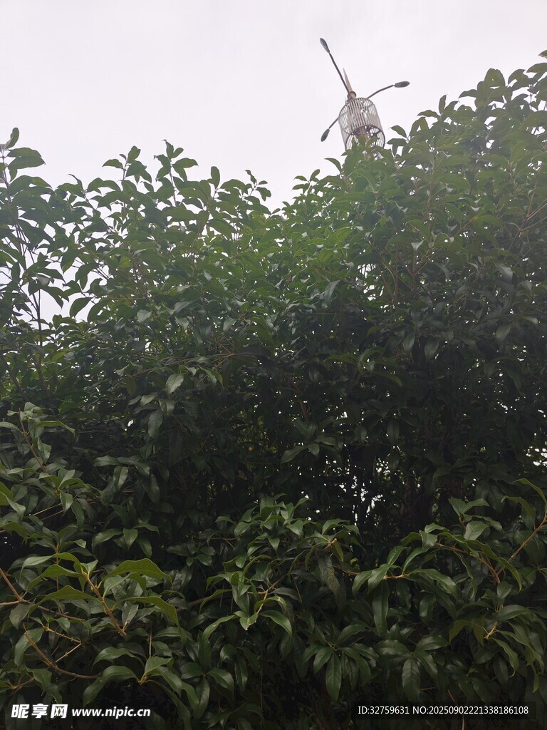 树梢上的起重机