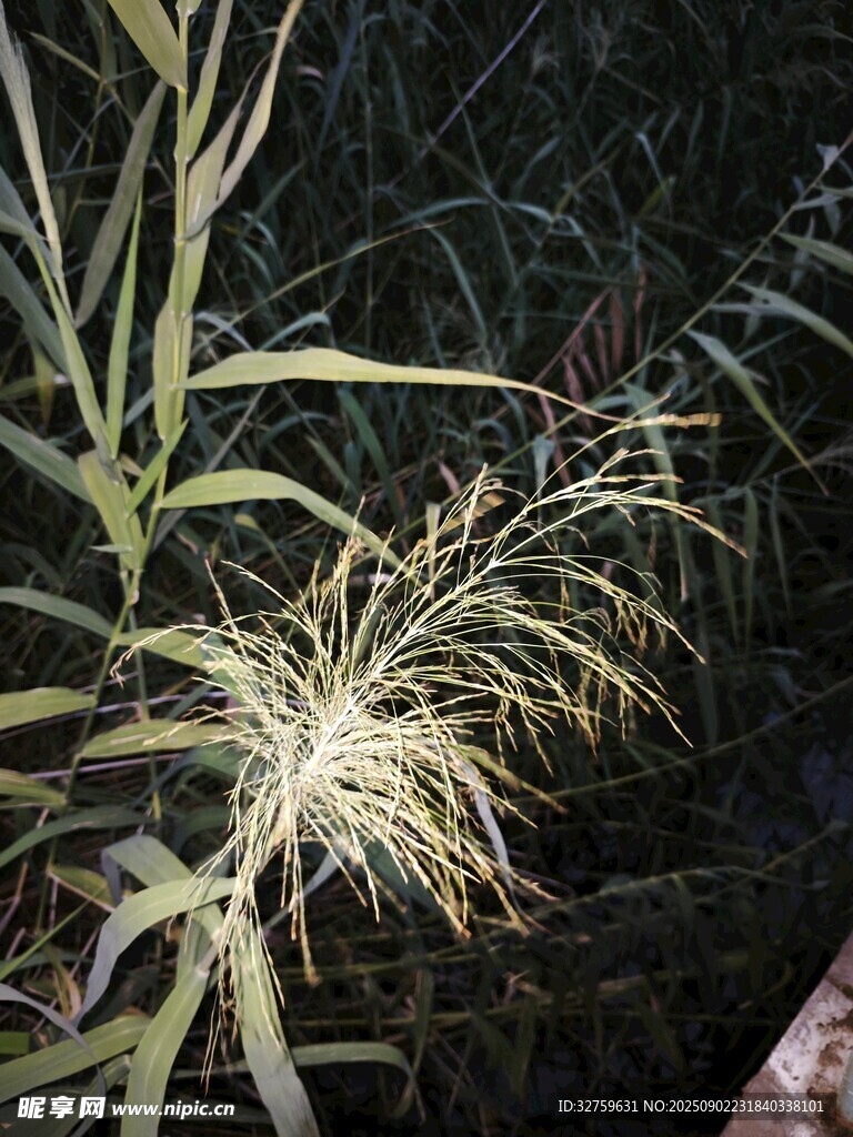 夜间摇曳的芒草