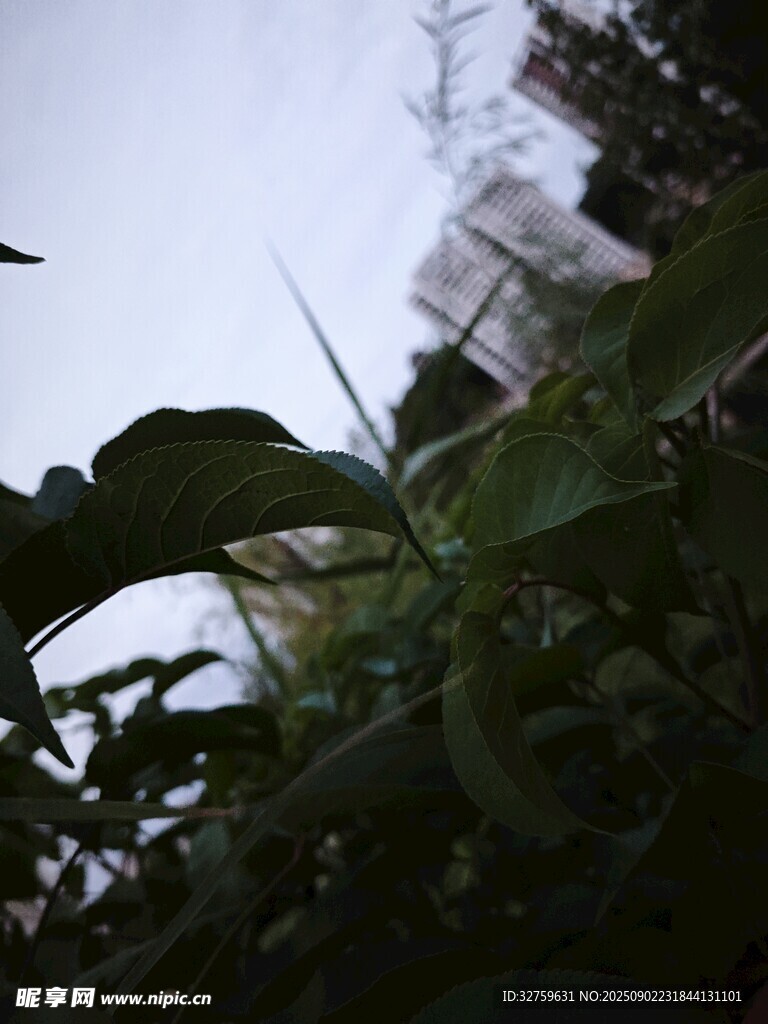 绿叶间的朦胧天空