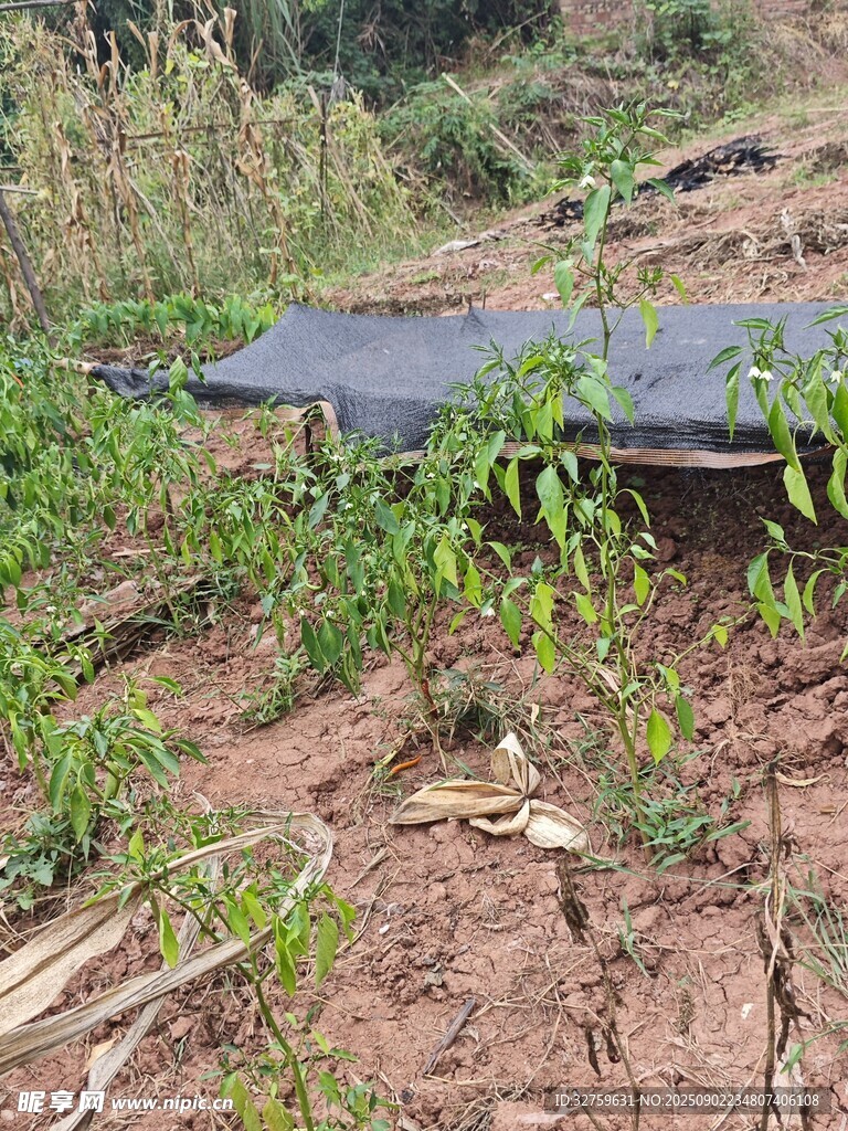 田间铺设的黑色农用薄膜