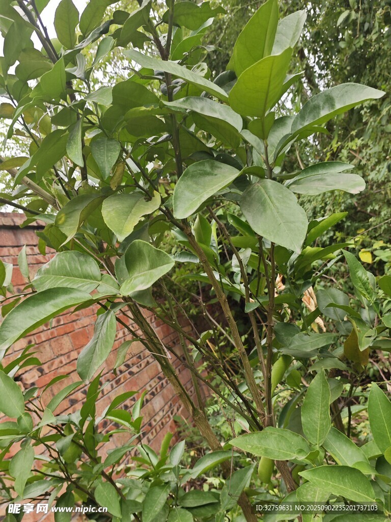 绿叶繁茂的墙边植物