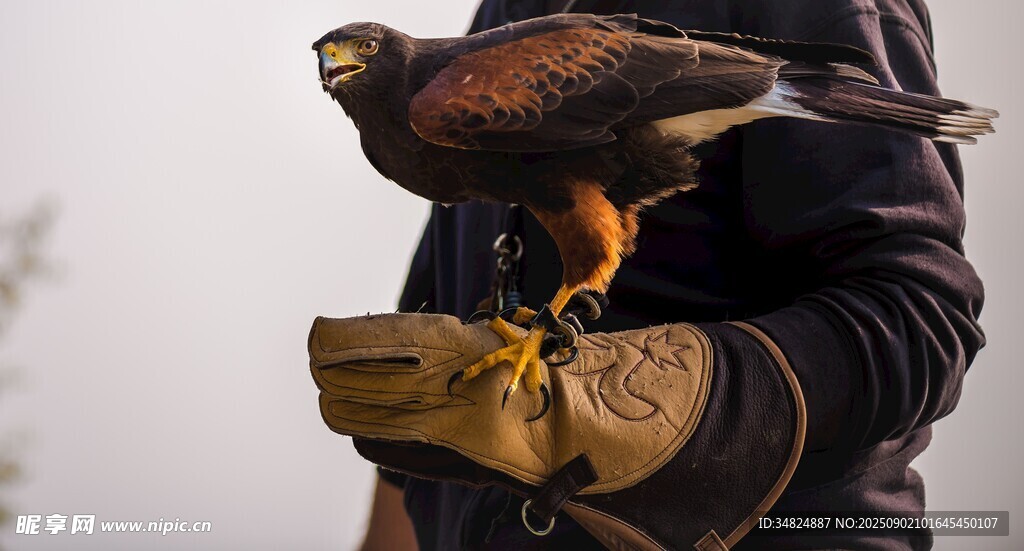 驯鹰人手上的雄鹰