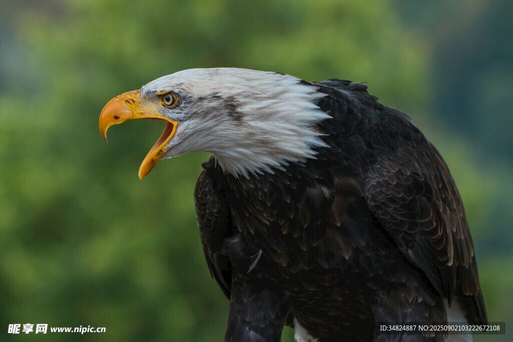 白头海雕张嘴特写