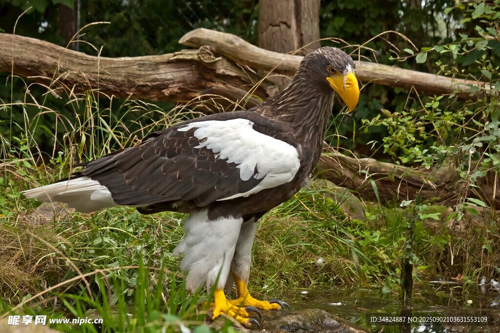 站立的黑白黄羽毛海鸟