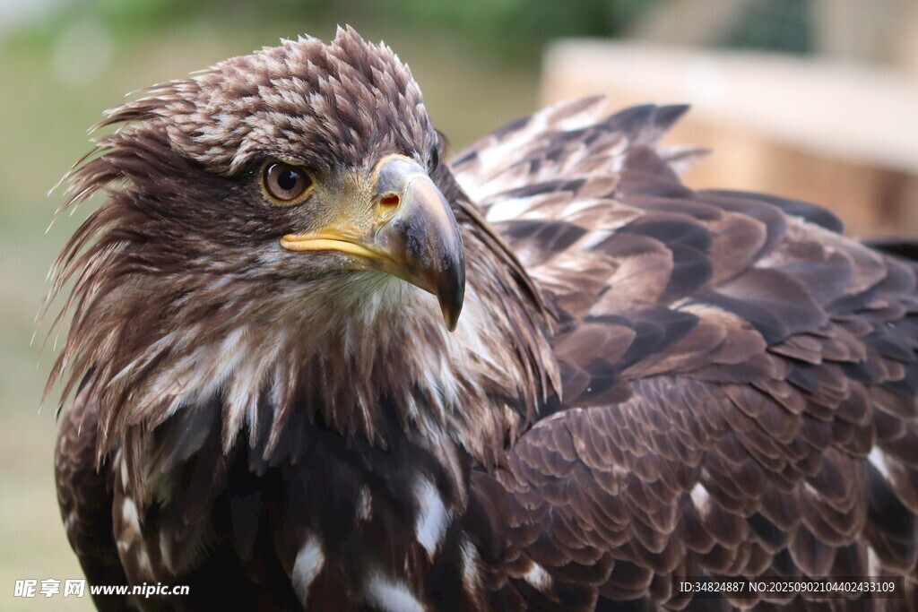 威武雄鹰特写