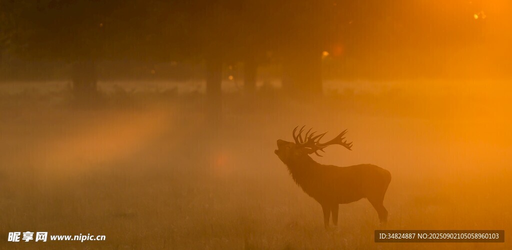 晨雾中伫立的雄鹿