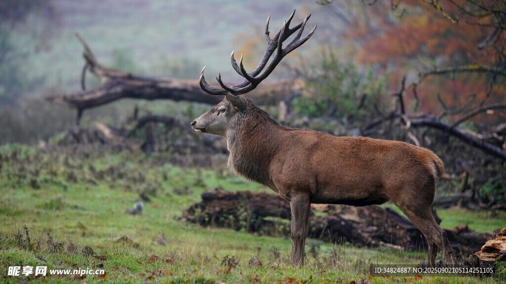 旷野中的雄伟麋鹿