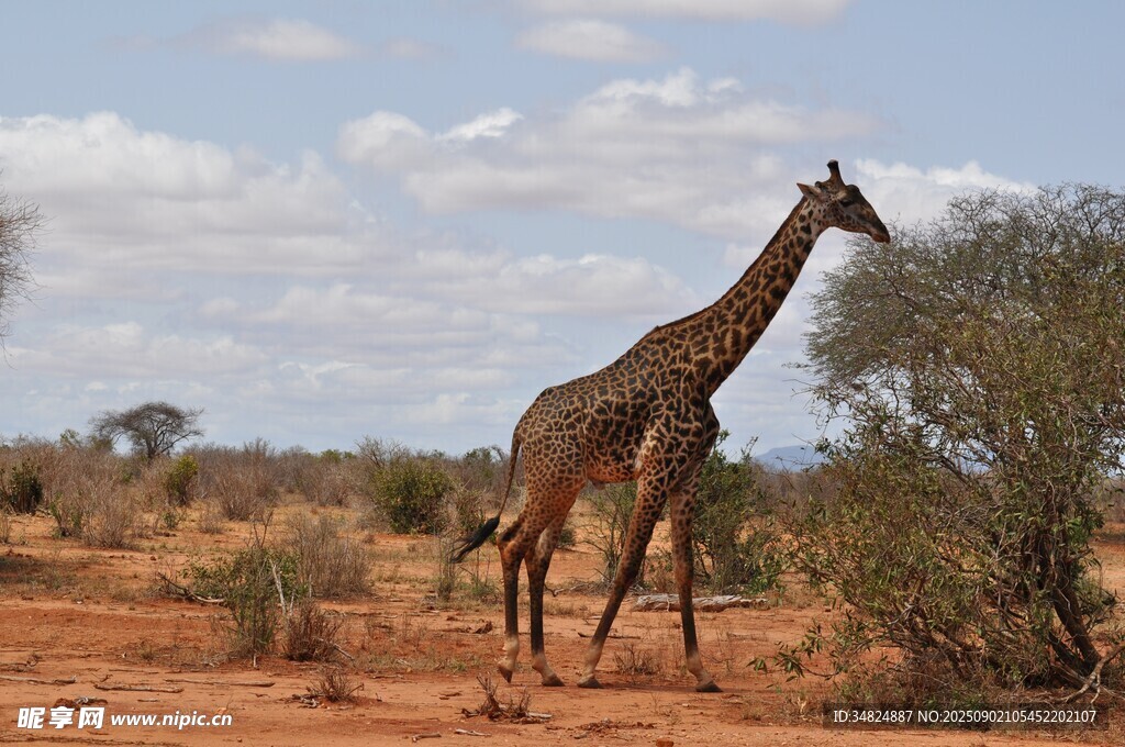 草原上的长颈鹿进食瞬间