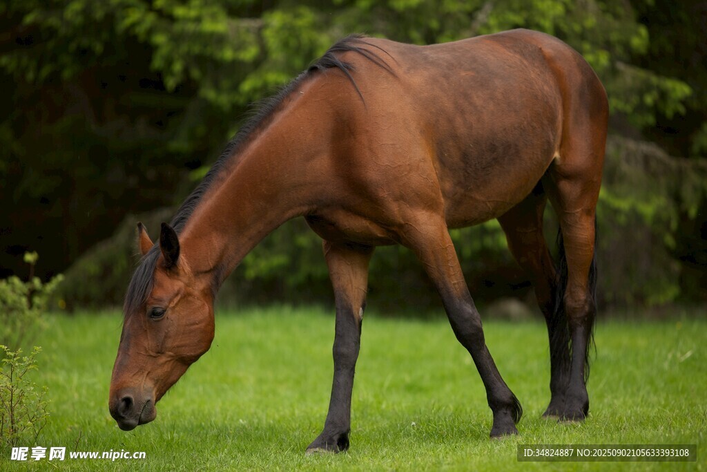 棕马于绿草地低头吃草