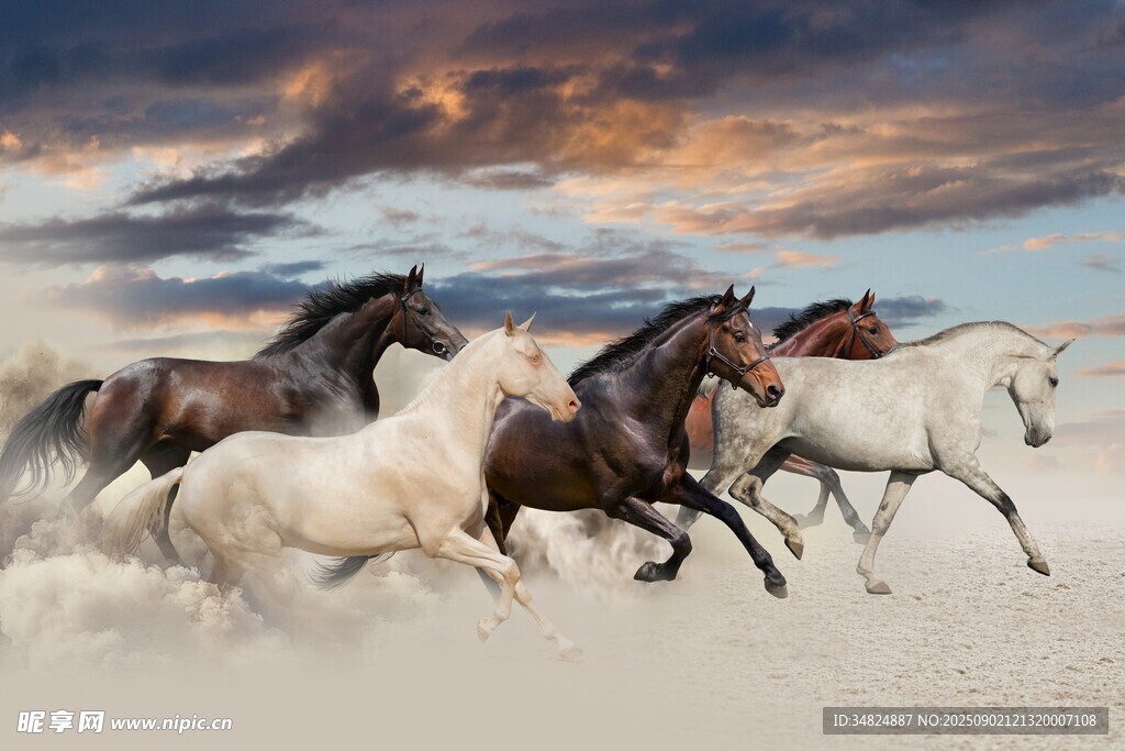 草原骏马奔腾壮观景象