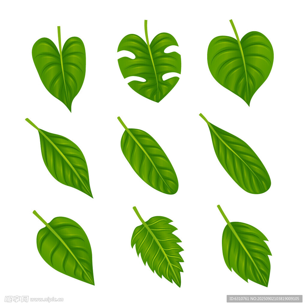 绿色叶片