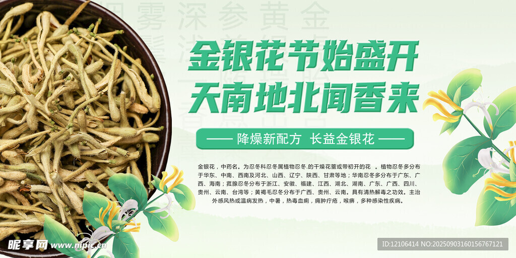金银花海报