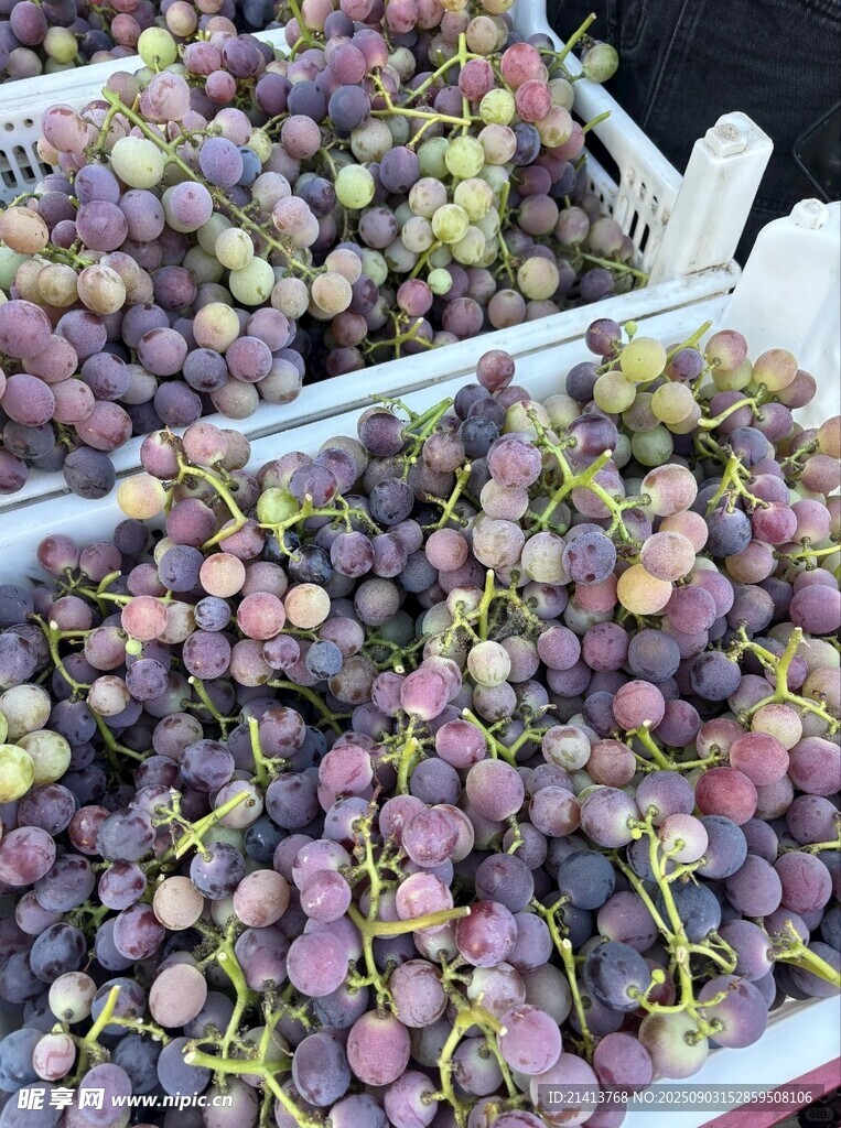 新鲜紫葡萄待售