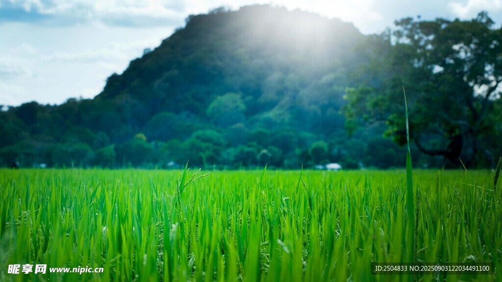 阳光照耀下的翠绿稻田