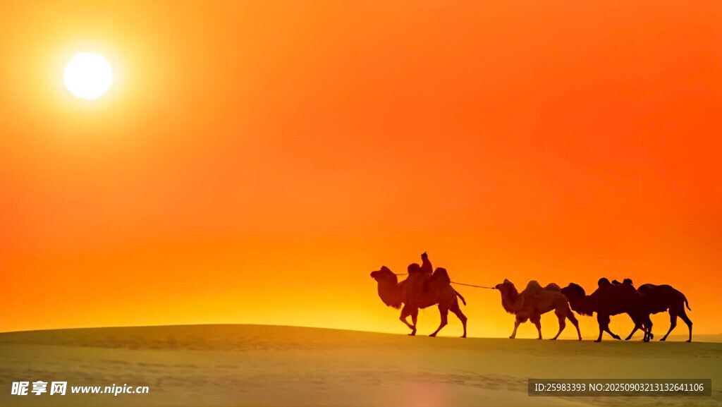 沙漠驼队