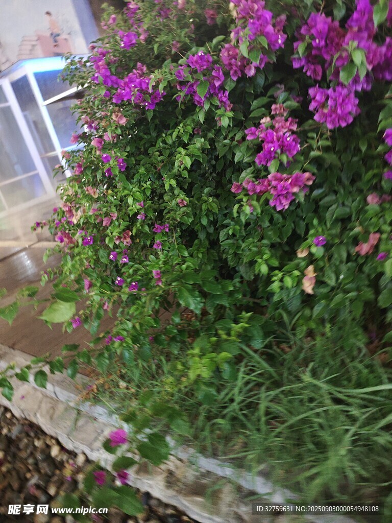 绽放的紫色三角梅景观