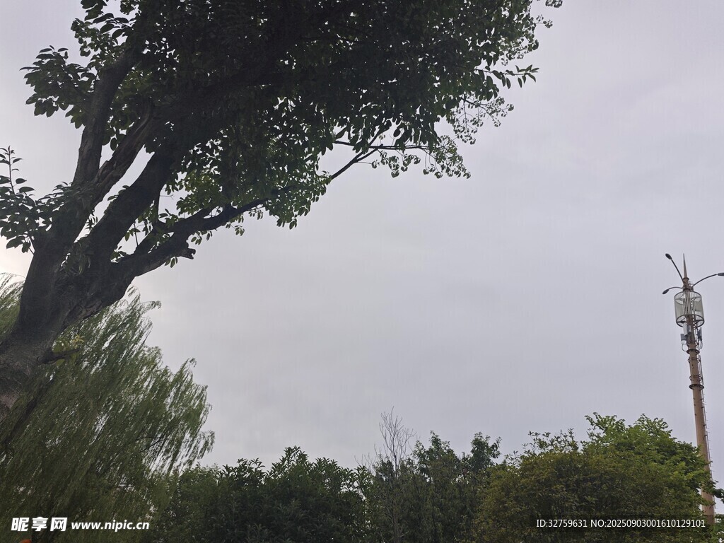 户外绿树与通信塔景观