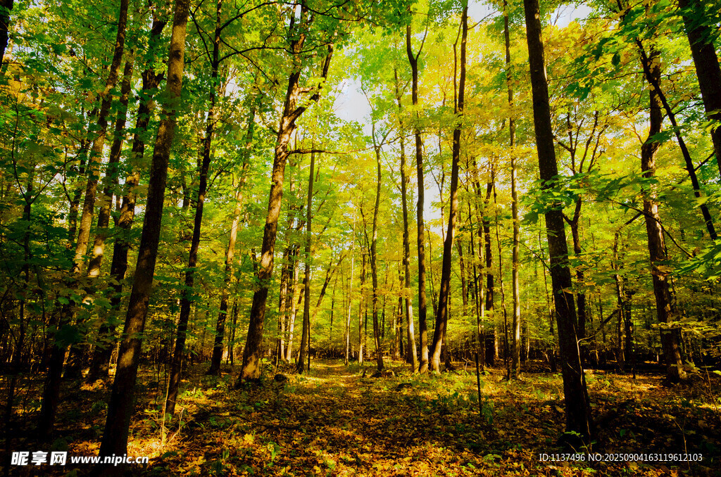 阳光洒落的静谧森林