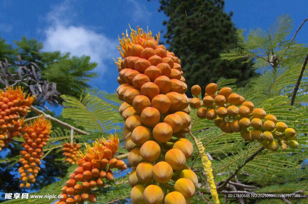 山坡上的艳丽火炬状花朵