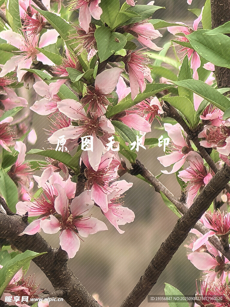 盛开的粉色桃花枝头