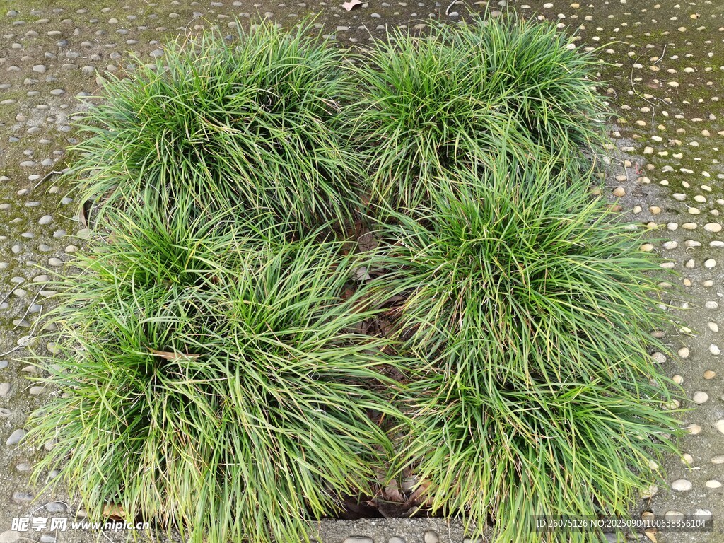 翠绿丛生观赏草