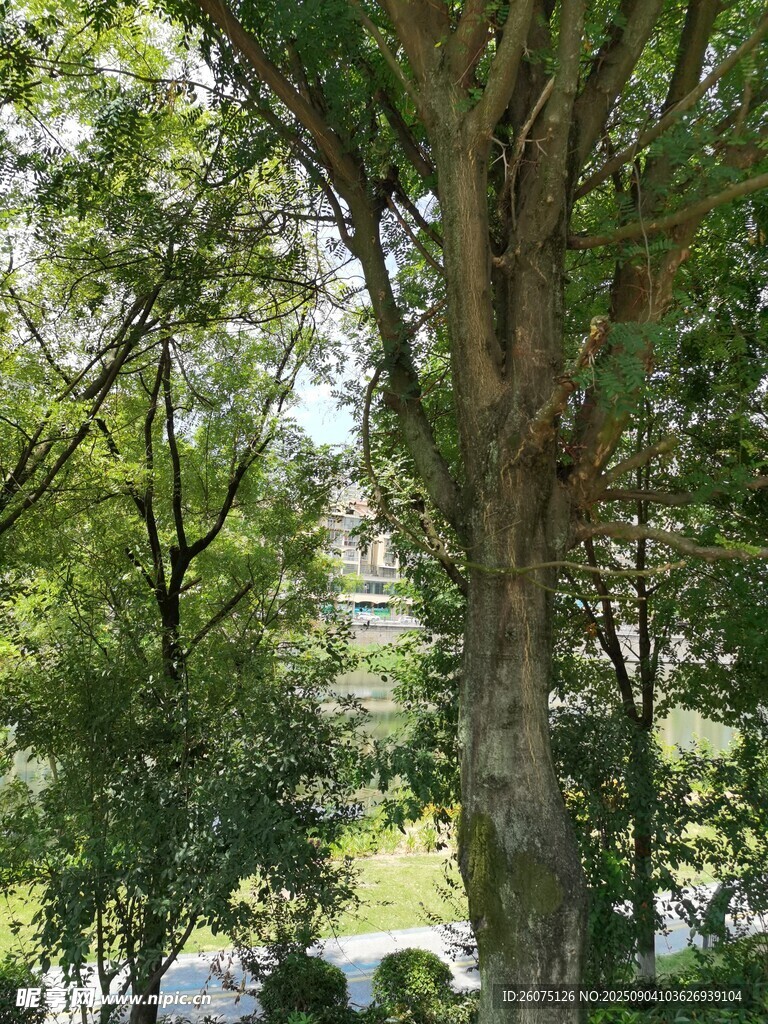 繁茂树林中的葱郁树木