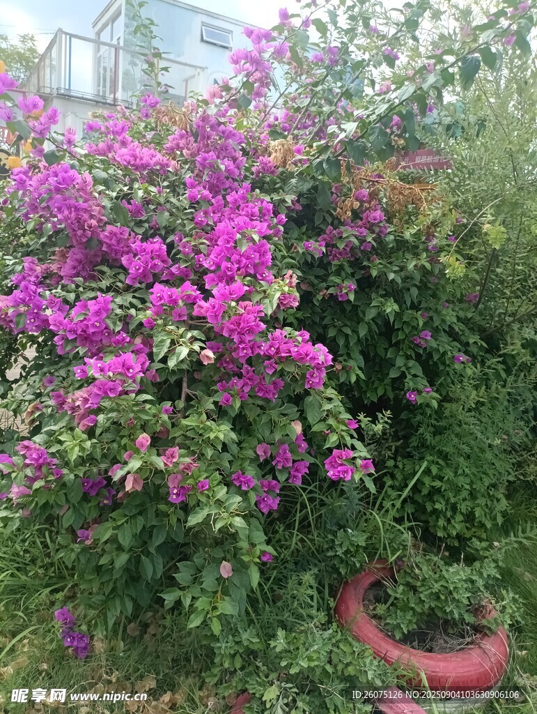 绽放的紫色三角梅景观