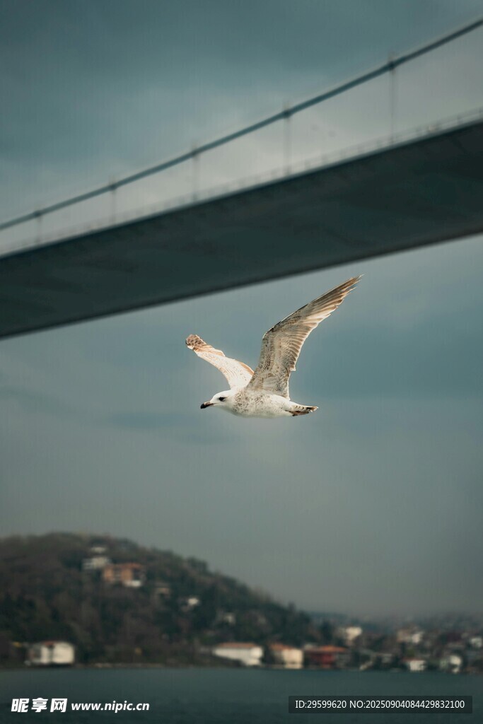 海鸥翱翔于桥梁之下