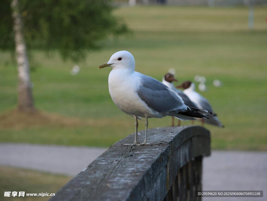 石栏上的两只海鸥
