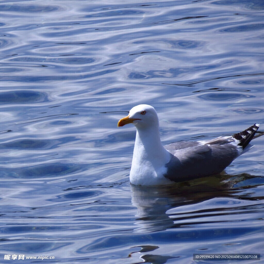 水面上的孤独海鸥