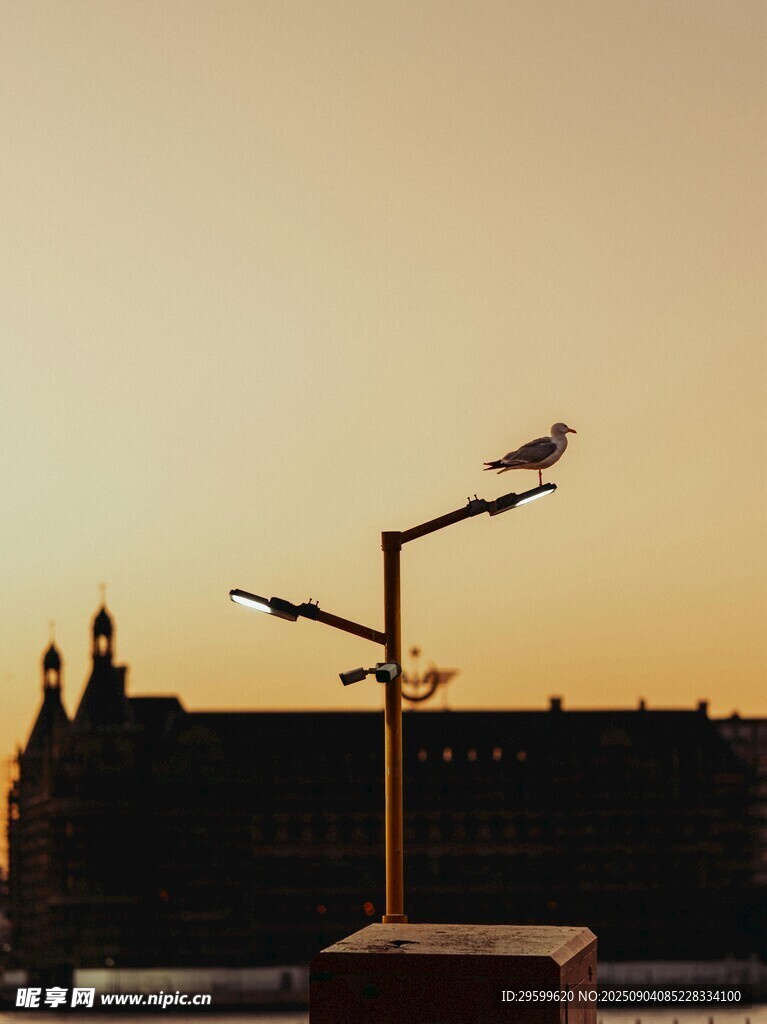 黄昏下的城市路灯与建筑