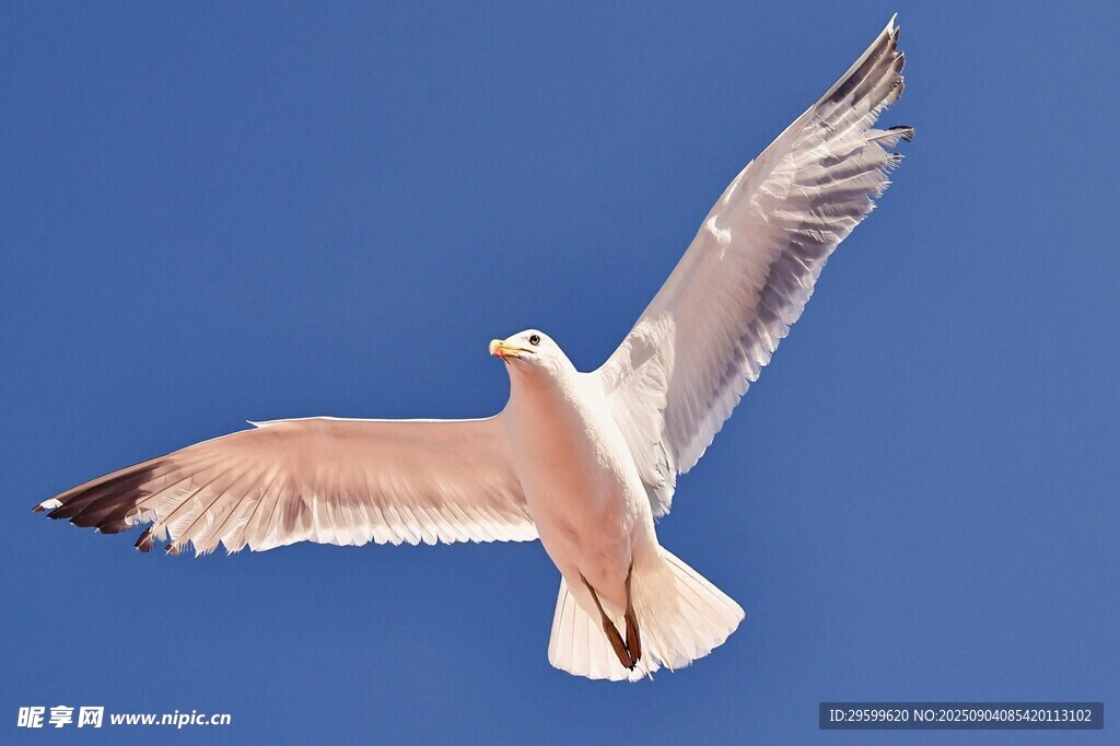 翱翔蓝天的海鸥