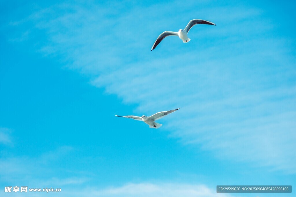 蓝天下双飞的海鸥