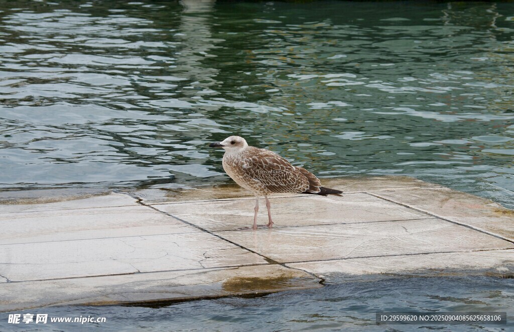 水边平台上的一只小鸟