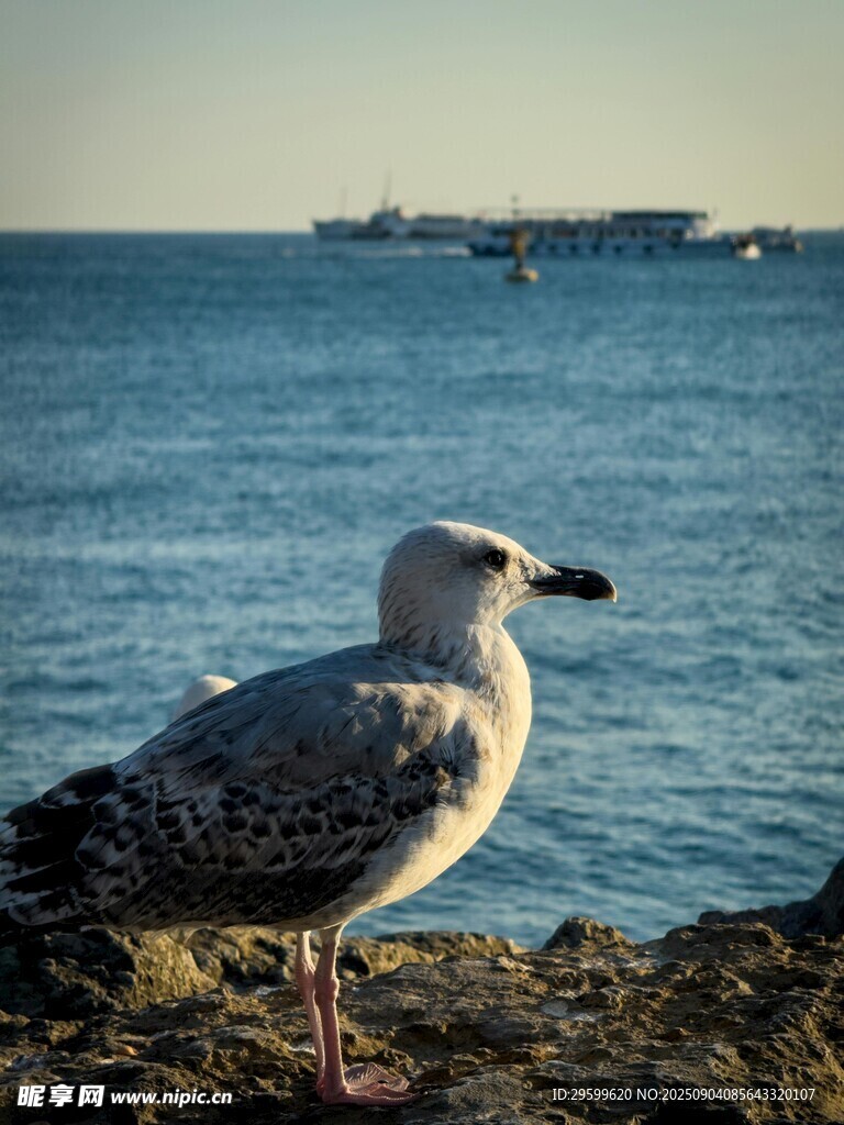 海边岩石上的一只海鸥
