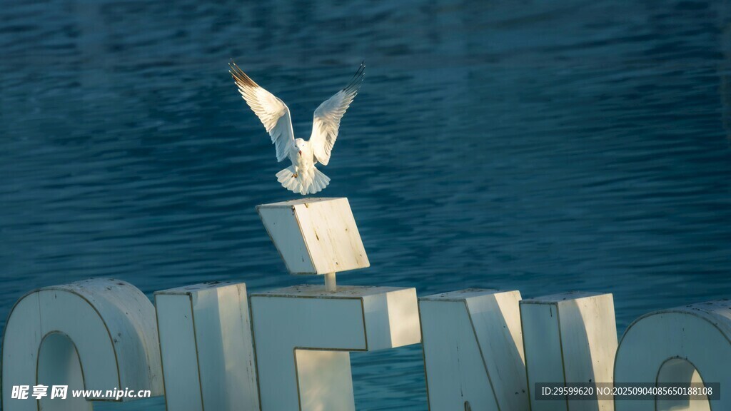 海鸥立于字母上的海滨景象