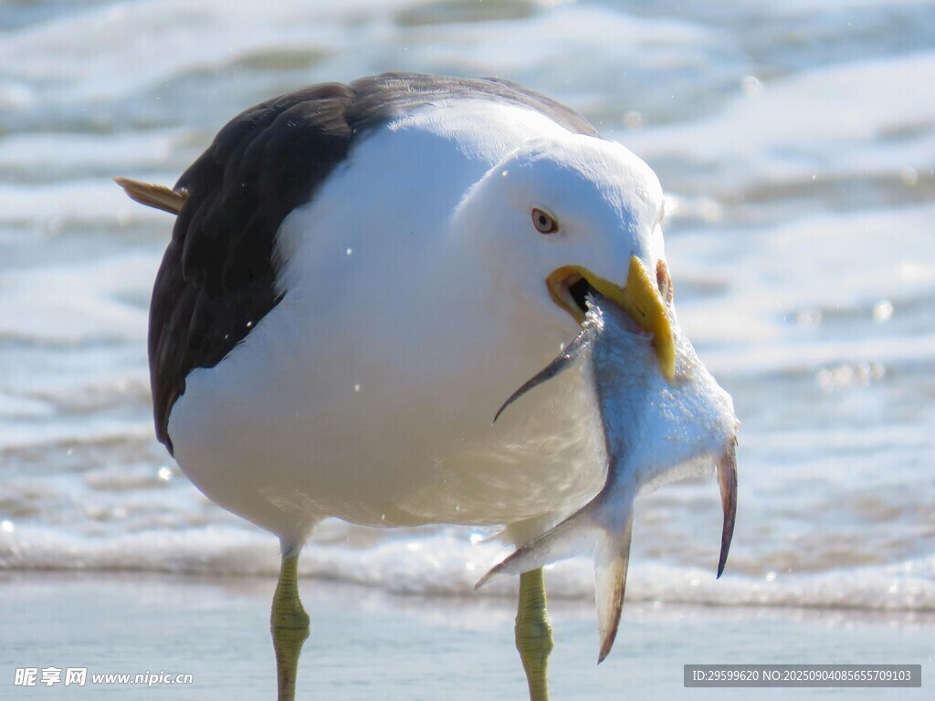 海鸥衔鱼于海滨