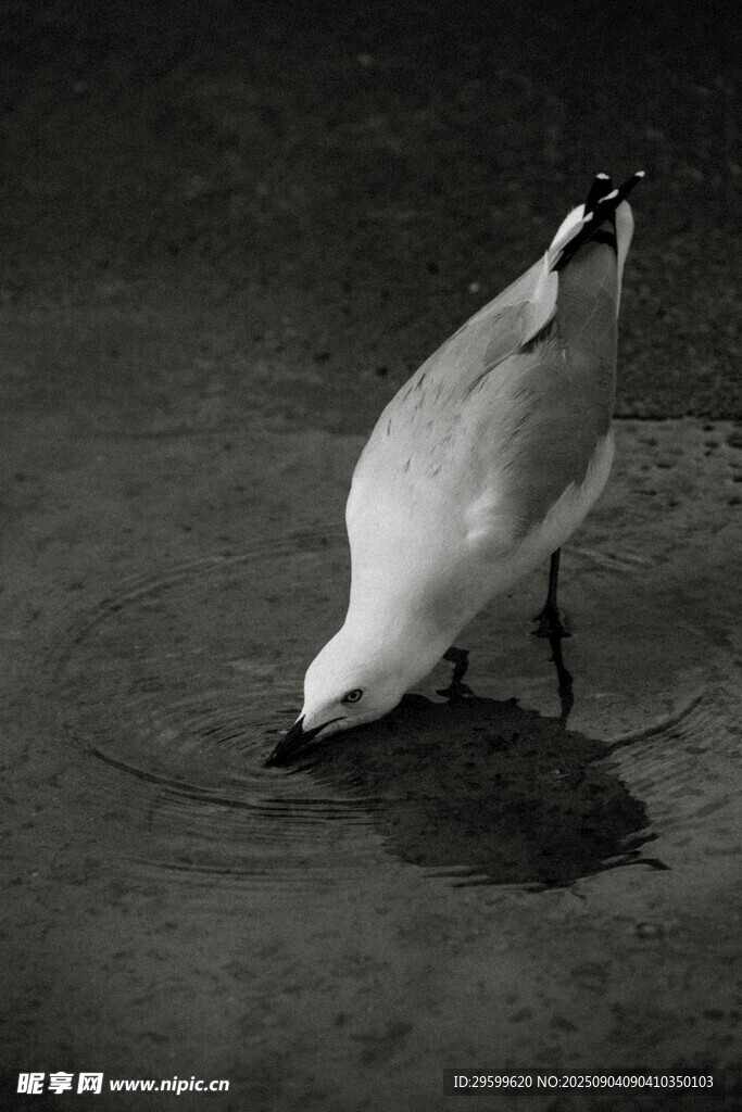 海鸥低头觅食的瞬间