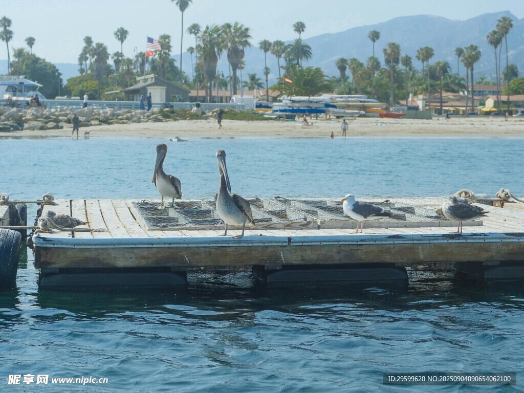 码头边休憩的海鸟与美景