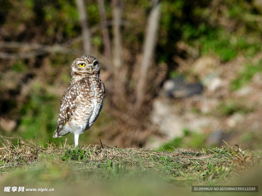 站立草地的小巧猫头鹰