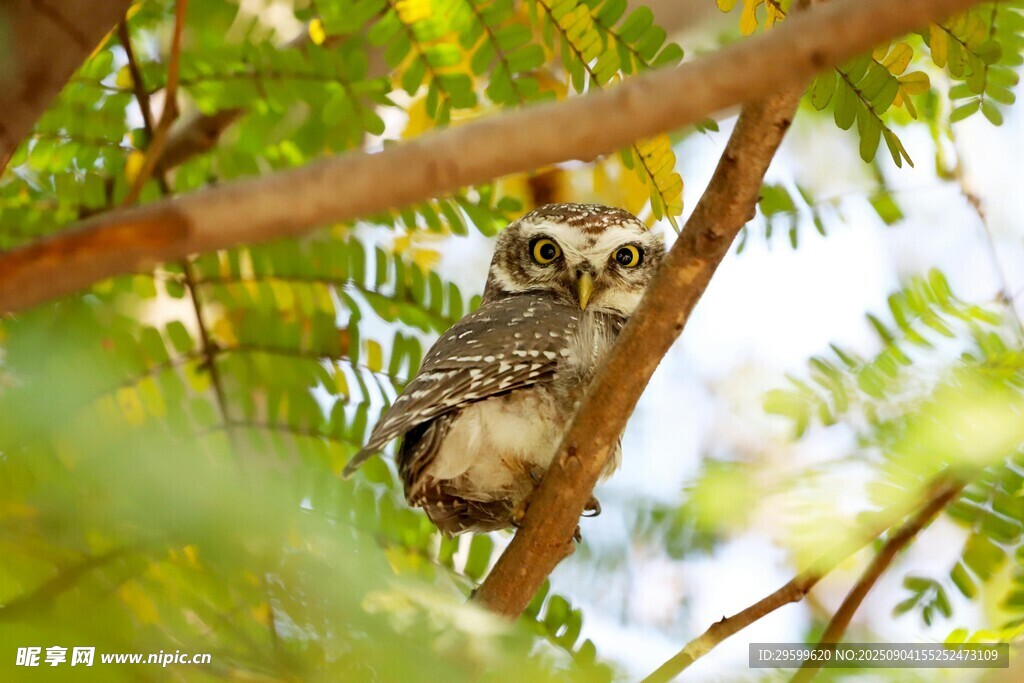 树枝上栖息的可爱猫头鹰