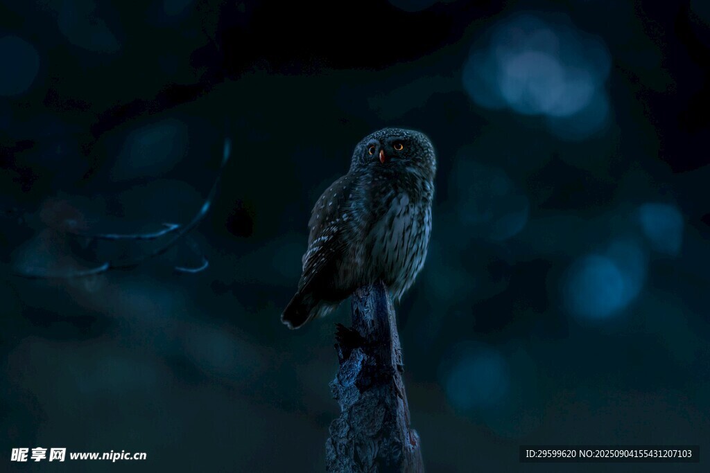暗夜中栖息的小巧猫头鹰